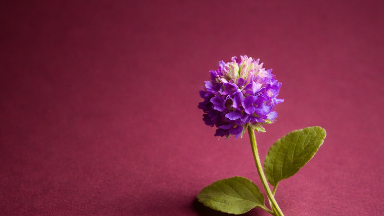 Why Is Bakuchiol Trending in Skincare? Benefits & Uses